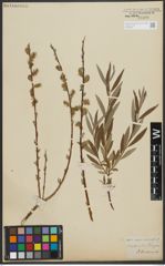 Foto von Salix repens L. x Salix viminalis L.